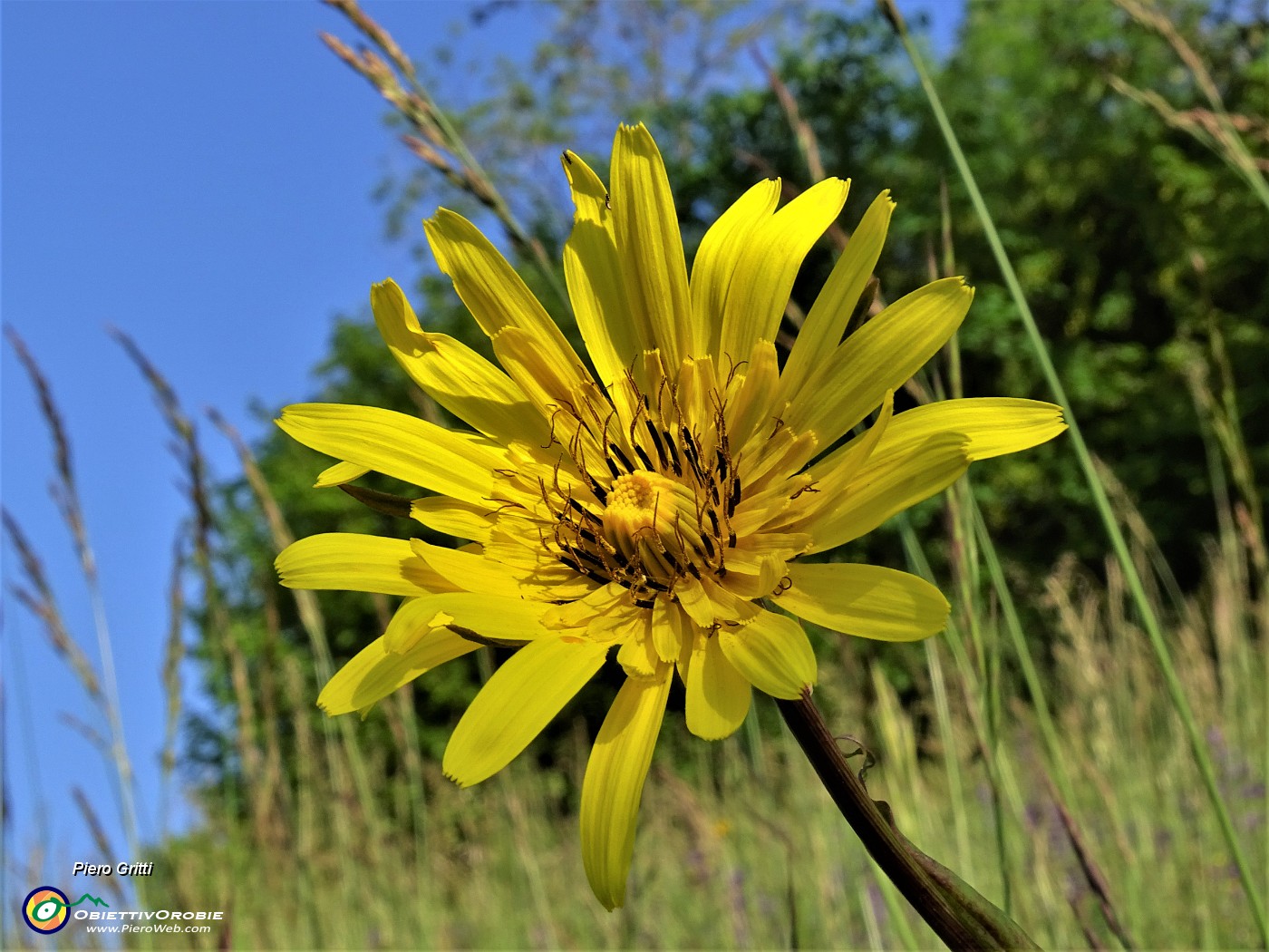 04 Tragopogon pratensis (Barba di becco).JPG